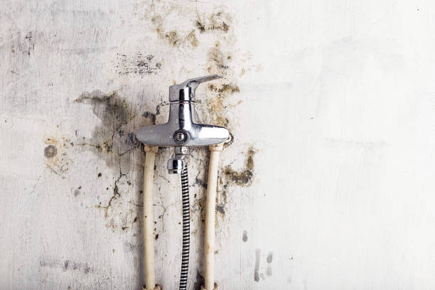Best Black Mold Removal  in Grandview, MO