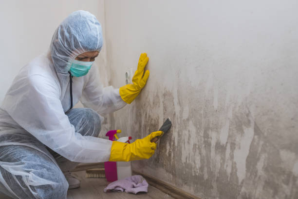 Home Mold Removal in Grandview, MO