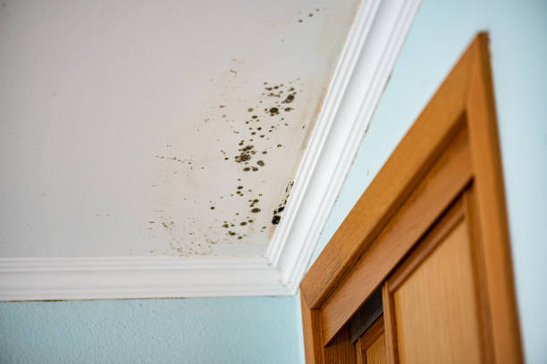 Crawl Space Mold Removal in Grandview, MO