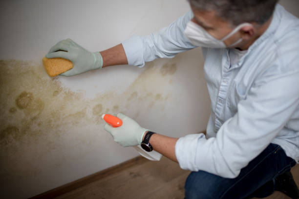 Best Commercial Mold Removal  in Grandview, MO