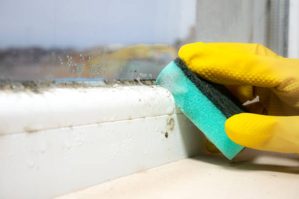 Best Certified Mold Removal  in Grandview, MO