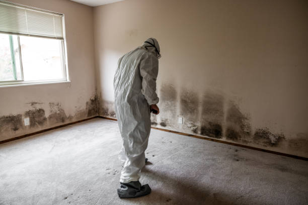 Mold Removal and Inspection in Grandview, MO