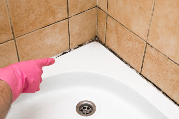 Professional Mold Removal in Grandview, MO
